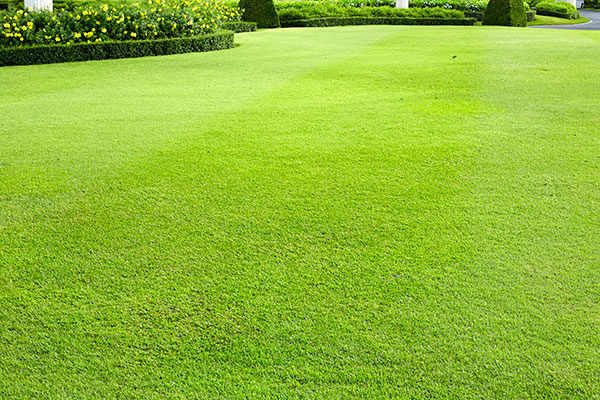 Healthy Lawn