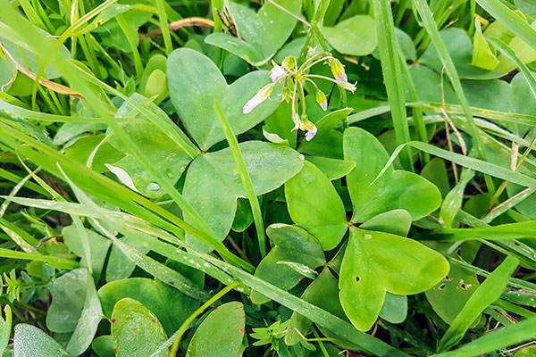 Broadleaf Weed Control