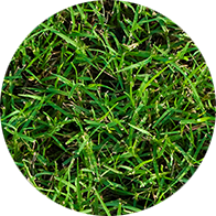 Bermuda Grass