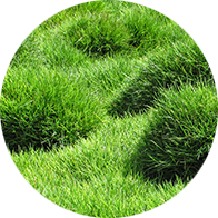 Zoysia Grass